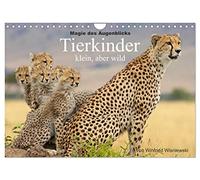 Magie des Augenblicks - Tierkinder - klein, aber wild (Wandkalender 2026 DIN A4 quer), CALVENDO Monatskalender: Winfried Wisniewski hat mit der Kamera ... Leben der Tierkinder geschossen.