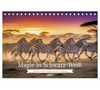 Magie in Schwarz-Weiß (Tischkalender 2027 DIN A5 quer), CALVENDO Monatskalender: Zebras in der afrikanischen Wildnis.