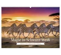 Magie in Schwarz-Weiß (Wandkalender 2027 DIN A2 quer), CALVENDO Monatskalender: Zebras in der afrikanischen Wildnis.