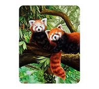Magnet 3D LiveLife - Pandas Roux de Deluxebase. Aimant lenticulaire Puissant pour frigo 3D Faune. Magnet décoratif Enfants & Adultes avec Illustrations sous Licence Artiste renommé Katrina Sokolo