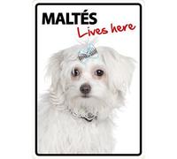 Magnet & Steel 23 - 7828 Signal A5 maltés Lives Here 14.8 x 21 cm