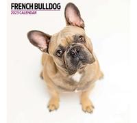 Magnet & Steel Calendrier moderne 2023 bouledogue français, multicolore