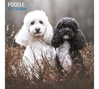 Magnet & Steel Calendrier traditionnel 2023, multicolore