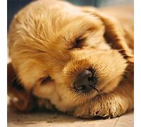 Magnet & Steel Carte Postale Cachorro Cocker Durmiendo