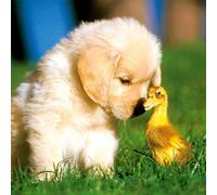 Magnet & Steel Carte Postale Puppy Golden & Duck