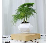 MagneticLand Mini-Jardin en lévitation HEXAFLY sur Base Bois Clair BABYLONIA