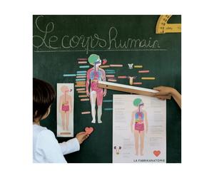 Magnets le corps humain
