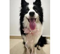 Magnifique collier de perles pour homme, collier réglable avec nœud papillon, collier de beauté pour femme, chat et chien, accessoires de vêtements pour fille (nœud papillon en organza rose, taille L