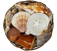 Magnifique panier de coquillages mixtes - Panier de coquillages - Étoile de mer - 3 tailles (10,2 cm)