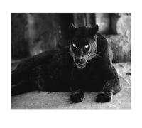 Magnifique panthère Noire : Un Grand félin，Puzzle, 1000 Pièces De Puzzle pour Adultes, Miracle De Puzzle Impossible, Jouet De Puzzle Éducatif pour Enfants（75x50cm）-U3