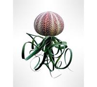 Magnifiques méduses avec un rare grand oursin rouge Tillandsia Curly Slim.