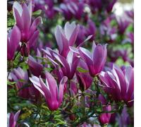 Magnolia à fleurs de lis - magnolia liliiflora 'nigra' - 50-60 cm pot