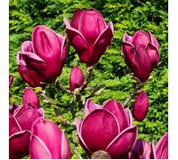 Magnolia de Chine Genie, Magnolia de Soulange