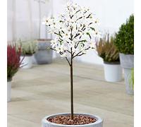 Magnolia étoilé Magnolia Stellata | Arbuste ornemental en pot pour petits jardins | 60-90 cm