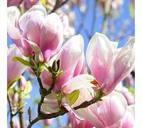Magnolia 'George Henry Kern'- Magnolia 'George Henry Kern' 50-60 cm en conteneur