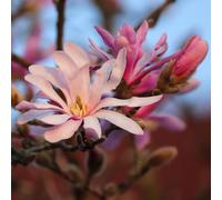 Magnolia Leonard Messel 2L - Apporte une ambiance orientale au jardin