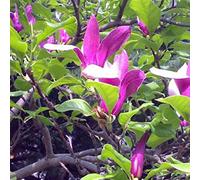 Magnolia Liliiflora 'Nigra'- Magnolia à fleurs de lis 'Nigra' 50-60 cm en conteneur