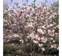 Magnolia - Magnolia 'George Henry Kern' - 60-80 cm en conteneur