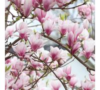 Magnolia - Magnolia Soulangiana - 60-80 cm en conteneur
