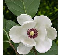 Magnolia Sieboldii- Magnolia de Siebold 50-60 cm en conteneur