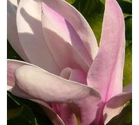 Magnolia soulangeana 40-60 cm pot | Magnolia ornemental, grandes fleurs tulipes roses, idéal massif & pelouse