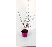 Magnolia Soulangeana 60-80 cm - Plante ornementale à fleurs pour jardin & terrasse, floraison printanière, résistant au froid, magnolia