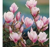 Magnolia Soulangeana, magnolia en soucoupe, arbuste caduc, plante d'extérieur en pot.