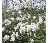 Magnolia Soulangiana 'Alba Superba'- Magnolia x soulangiana 'Alba Superba' 50-60 cm en conteneur