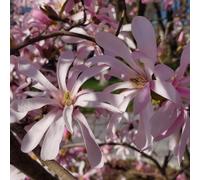 Magnolia Stellata Rosea 2L - Il a des fleurs uniques en forme d'étoile