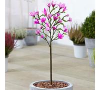 Magnolia Susan | Arbuste ornemental en pot pour petits jardins et bordures | 60-90 cm
