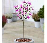 Magnolia Susan | Arbuste ornemental en pot pour petits jardins et bordures | 60-90 cm
