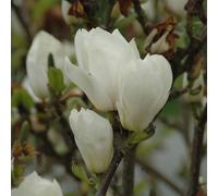 Magnolias - Magnolia soulangiana 'Alba Superba' - 50-60 cm en conteneur