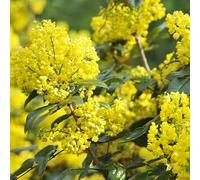 Mahonia à feuilles de houx 'Apollo' - Mahonia aquifolium 'Apollo' 25-30 cm pot | Petit arbuste persistant, floraison jaune, parfait massif & bordure