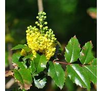 Mahonia à feuilles de houx - Mahonia aquifolium 30-50 cm pot | Arbuste persistant, fleurs jaunes parfumées, idéal haie & jardin d’ombre