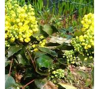 Mahonia à feuilles de houx - mahonia aquifolium 'apollo' - 25-30 cm pot
