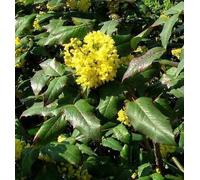 Mahonia aquifolium - Mahonia 40- 60 cm - conteneur