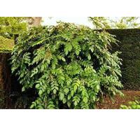 Mahonia jap. 'Hivernant' - Mahonia 50- 60 cm - conteneur