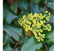 Mahonia media 'winter sun' - 50-60 cm pot