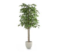 Maia Shop - Arbre artificiel avec cannes vertes pour décoration de maison, Ficus, Hauteur 150 cm