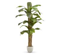 Maia Shop Bananier Artificiel 210 cm - Faux Arbre d'Intérieur