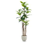 Maia Shop | Ficus Artificiel | Ficus Elastica | Plantes Artificielles Interieur | Plante Artificielle | Mesures: 180 x 65 cm | Plante Artificielle Grande | Caoutchouc | Decoration Maison