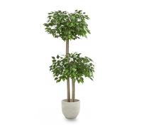 Maia Shop | Ficus Artificiel | Plantes Artificielles Interieur | Plante Artificielle | 2 Cimes Mesures: 150 x 60 cm | Fausse Plante | Arbre Artificiel