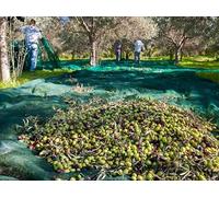 Maillestore Filet de récolte Pantalon 50gr/m² Vert 8m x 8m