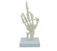 Main humaine squelette modèle main os avec base pour l'anatomie étude des conférences médicales taille réelle flexible phalanges doigts humains