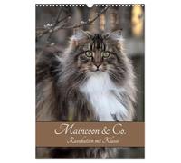 Maincoon & Co. - Rassekatzen mit Klasse (Wandkalender 2026 DIN A3 hoch), CALVENDO Monatskalender: 12 Ausdruckstarke Portraits von Maincoon, Birma-Katze und British Kurzhaar