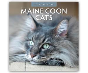 Maine Coon Cats 2025 Square Wall Calendar