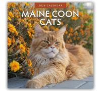 Maine Coon Cats 2026 Square Wall Calendar