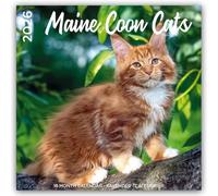 Maine Coon Cats - Main Coon Katzen 2026 - 18-Monatskalender - Original Plenty Gifts-Kalender [Mehrsprachig] [Kalender]: Original Plenty Gifts-Kalender [Mehrsprachig] [Kalender]
