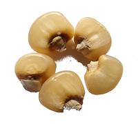 Maïs Doux Blanc Astarac - 10 graines - Zea Mays - SEM01