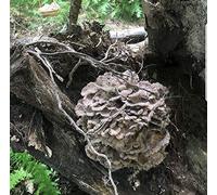 Maitake Lot de 100 bouchons de champignons pour cultiver des champignons gourmands et médicinaux à la maison ou dans le commerce.